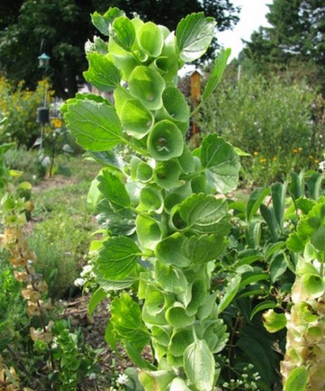 زنگوله ایرلندی